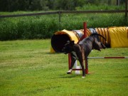Drøbak 01.09.2019 - Venceremos Arco Erato - Agility hopp kl 1 - Excellent