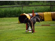 Kløfta 28.12.2019 - Venceremos Arco Erato - Agility kl 1 - Very Good