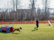 Saltstraumen 28.04.2019 - Nashira av Boxerhuset - Agility kl 1 - Excellent