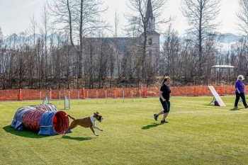 Nashira av Boxerhuset - var_sommer2019