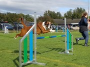 Saltstraumen 28.09.2019 - Nashira av Boxerhuset - Agility hopp kl 1 - Excellent 