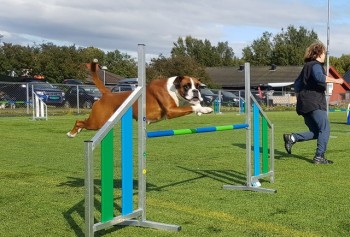 Nashira av Boxerhuset - 280919