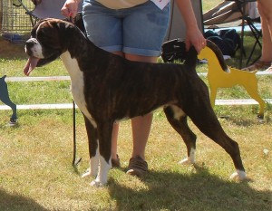 Sulez Fabulous At Handler's Ostfold 2019