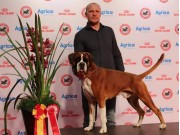 Herning, Danmark 03.11.2019 - Napmary's Incredible Dream - BIR CACIB 2.BIG Dansk Vinner 2019