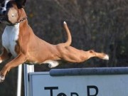NM i IGP ble avholdt helgen 24. - 25.10.2020, denne gang med en boxer som deltaker