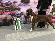 Lillestrøm 15.11.2019 - Kronion's Josephine - NordiskCERT BIM - Norsk Vinner