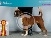 Lillestrøm 16.11.2019 - Kronion's Dixi Darling - CACIB BIR - blant de 6 beste i gruppe 2