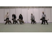 Lillestrøm 15.11.2019 - Kronion - Oppdretterklasse - HP 1
