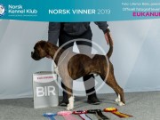 Lillestrøm 15.11.2019 - Rexob Quiz King - CERT - NordiskCERT BIR - Norsk Vinner - Norsk Juniorvinner