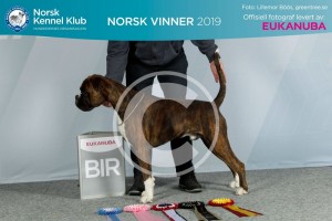 Rexob Quiz King  2019-11-15