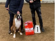 Viborg, Danmark 23.11.2019 - Hearts Of Hope's Thunderbird '55 - Dansk Champion BK Klubchampion