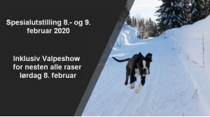 Utstilling valp