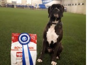 Stovner 26.01.2020 - Rexob Precious Heart - Lydighet kl 1 - 1. premie 174,5 poeng