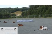 Nå ligger katalogen og lenke til utstillingsresultaer på NBK Trøndelag sin utstilling ute