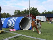 Narvik 29.08.2020 - Nashira av Boxerhuset - Agility kl 1 - Excellent - opprykk