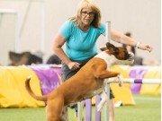 Narvik 30.08.2020 - Nashira av Boxerhuset - Agility Hopp kl 2L - Excellent - Napp