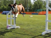 Salstraumen 20.09.2020 - Nashira av Boxerhuset - Agility Hopp kl 3L - Excellent