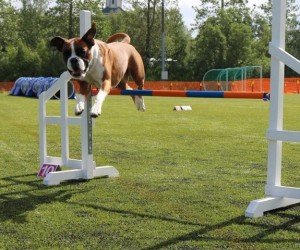 Nashira av Boxerhuset 18-07-2020