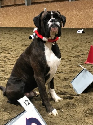 Bonzo Boy av Miraculix sommer 2020