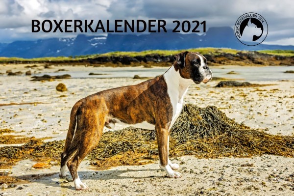 Boxerkalender 2021