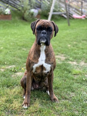 Khaleesi vom Hause Rehberg sitter