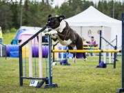 Lillehammer 15.08.2020 - Boxerhaven's Linnea - Agility Hopp 1L - Very Good