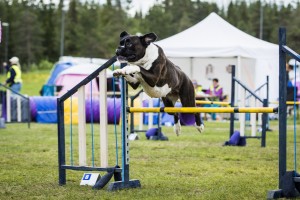 Boxerhaven's Linnea - hopp 2020