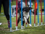 Lillehammer 15.08.2020 - Boxerhaven's Linnea - Agility 1L - Very Good