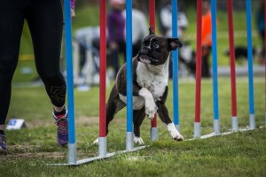 Boxerhaven's Linnea - slalom 2020