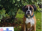 Fotland 25.07.2021 - Birkeboxer Othello - Rallylydighet kl 2 - 3 premie 165 poeng