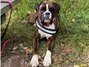 Fetsund 17.10.2020 - Kronion's Jane Austin - Mentalbeskrivelse MH