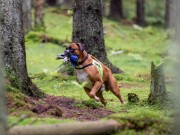 Vil du være med i klubbens Brukshundråd? 