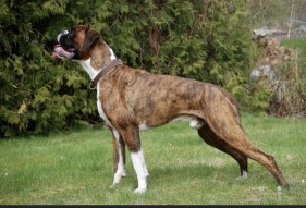 Boxerknock Blameless-2020