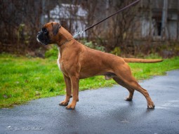Determin's Noah