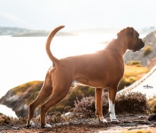 Miller av Boxerhuset - kull