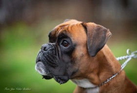 Determin's Noah - kull