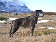 Skien 22.08.2020 - Handler's Pralin - 4.BTK BIR Veteran