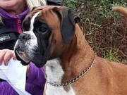 Lillesand 11.11.2018 - Birkeboxer Othello - Bronsemerket Lydighet - Bestått