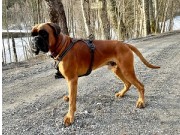 Fetsund 18.10.2020 - Determin`s Axel - Mentalbeskrivelse MH.