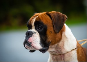 Odile av Boxerhuset