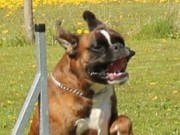 Farsund 10.04.2021 - Birkeboxer Primo –  Agility - Bronsemerket