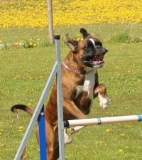 Birkeboxer Primo