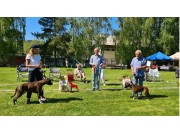 Norsk Boxerklubb lokalområde Oslo og Akershus sin spesialutstilling 30.05.2021 - Presentasjon av vinnerne