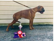 Oslo-området 30.05.2021 - Birkeboxer Edgar- BIR-VALP 