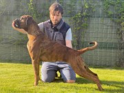 Sandefjord 05.06.2021 - Kronion's Ninja - CK Crufts kval.