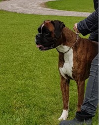 Birkeboxer Primo RL 1