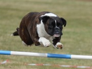 Hunderfossen 08.08.2021 - Boxerhaven`s Linnea - Agility hopp kl 1L - Excellent