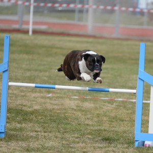 Boxerhaven's Linnea AG hopp 3pl