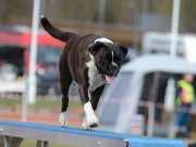 Brandbu stadion 29.08.2021 - Boxerhaven`s Linnea - Agility kl 1L- Excellent