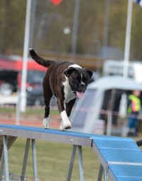 Boxerhaven's Linnea AG hopp 3pl bom